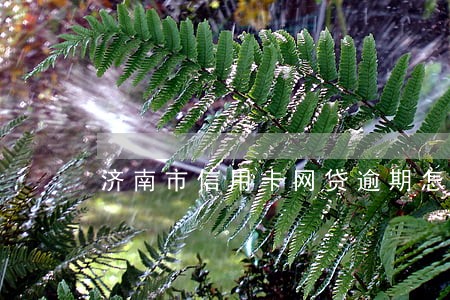 济南市信用卡网贷逾期怎么处理 济南市信用卡网贷逾期怎么处理
