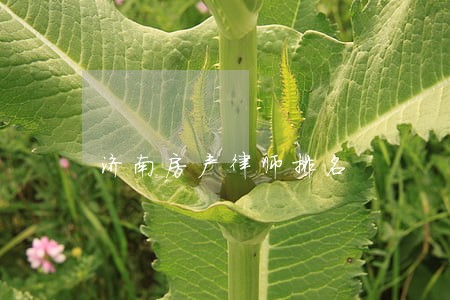 济南房产律师排名 济南房产律师排名