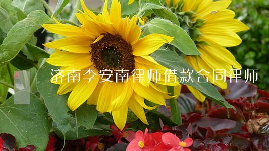 济南李安南律师借款合同律师 济南李安南律师借款合同律师