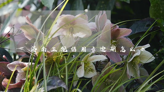 济南正规信用卡逾期怎么办 济南正规信用卡逾期怎么办