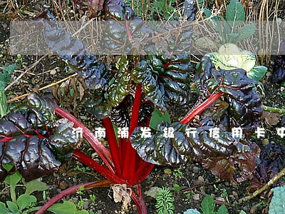 济南浦发银行信用卡中逾期找谁 济南浦发银行信用卡中逾期找谁
