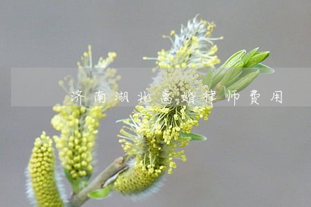 济南湖北离婚律师费用