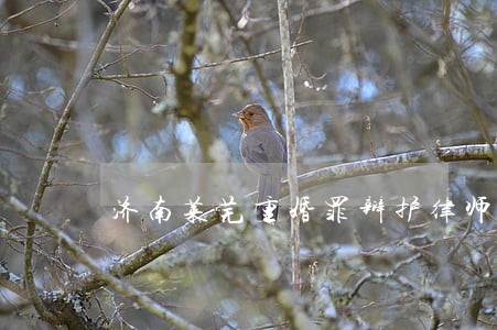 济南莱芜重婚罪辩护律师