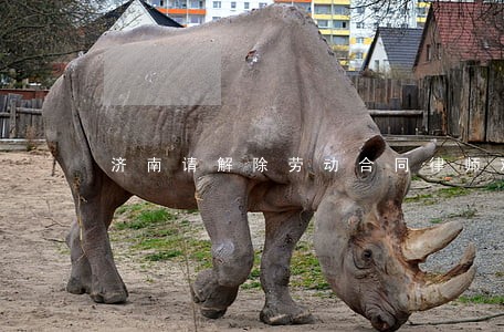 济南请解除劳动合同律师欢迎询价
