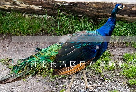 济南长清区房产律师收费 济南长清区房产律师收费