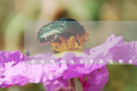 济南附加税零申报逾期未申报 济南附加税零申报逾期未申报
