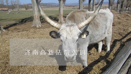 济南高新法院张钊 济南高新法院张钊
