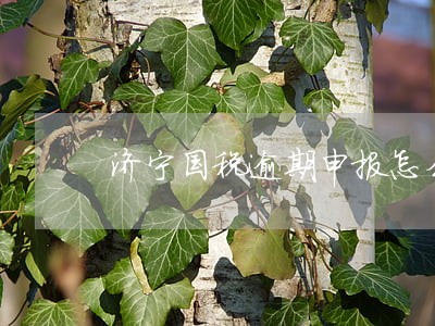 济宁国税逾期申报怎么办 济宁国税逾期申报怎么办