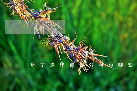 济宁法律咨询公司有哪些 济宁法律咨询公司有哪些