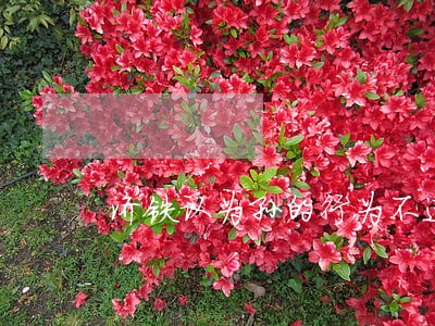 济铁认为孙的行为不违法 济铁认为孙的行为不违法