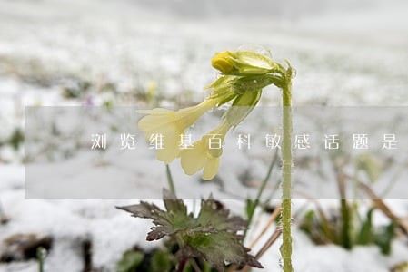 浏览维基百科敏感话题是否违法