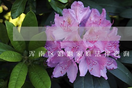 浑南区婚姻家庭法律咨询 浑南区婚姻家庭法律咨询