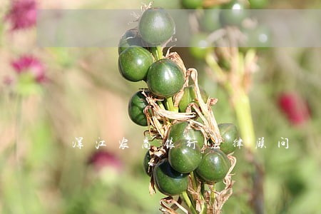 浑江农商银行法律顾问 浑江农商银行法律顾问