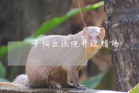 浔阳区法院开设赌场