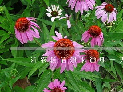 浙农信信用卡逾期一天有没有影响 浙农信信用卡逾期一天有没有影响