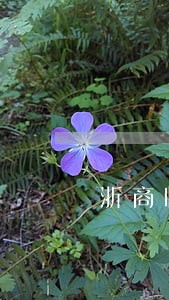 浙商临时额度逾期 浙商临时额度逾期