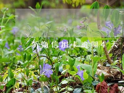浙商信用卡逾期4天 浙商信用卡逾期4天