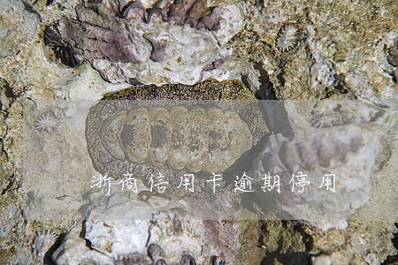 浙商信用卡逾期停用