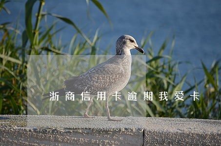 浙商信用卡逾期我爱卡 浙商信用卡逾期我爱卡