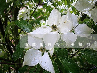 浙商银行信用卡逾期手续费