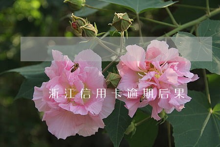 浙江信用卡逾期后果