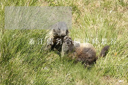浙江债务合同律师推荐 浙江债务合同律师推荐