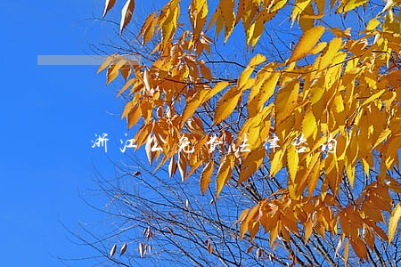 浙江公免费法律咨询 浙江公免费法律咨询