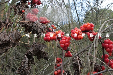 浙江刑事案件律师在线咨询 浙江刑事案件律师在线咨询