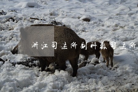 浙江司法所副科级司法所长 浙江司法所副科级司法所长
