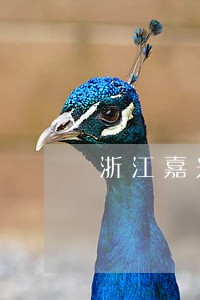 浙江嘉兴专门办理刑事大案律师 浙江嘉兴专门办理刑事大案律师