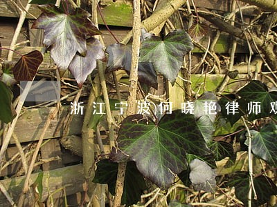 浙江宁波何晓艳律师观点 浙江宁波何晓艳律师观点