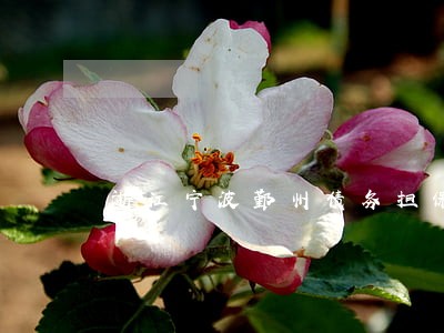 浙江宁波鄞州债务担保律师 浙江宁波鄞州债务担保律师