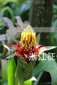浙江征信逾期怎么跟银行协商 浙江征信逾期怎么跟银行协商