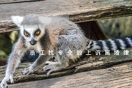 浙江找专业的上诉离婚律师费用 浙江找专业的上诉离婚律师费用