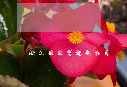 浙江拍拍贷逾期协商 浙江拍拍贷逾期协商