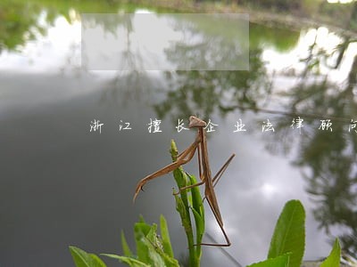 浙江擅长企业法律顾问 浙江擅长企业法律顾问