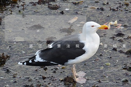 浙江智慧法院登录密码是什么 浙江智慧法院登录密码是什么