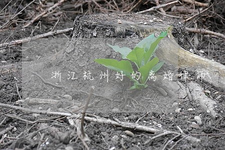 浙江杭州好的离婚律师 浙江杭州好的离婚律师