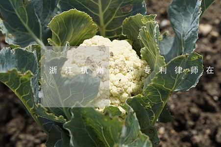 浙江杭州涉外专利律师在线咨询 浙江杭州涉外专利律师在线咨询