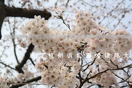 浙江杭州诉讼离婚律师大概多少钱