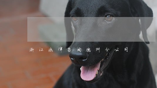 浙江法律咨询德州分公司