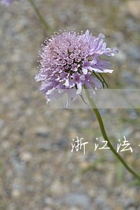 浙江法律咨询电话 浙江法律咨询电话