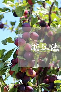浙江法律顾问在线咨询 浙江法律顾问在线咨询