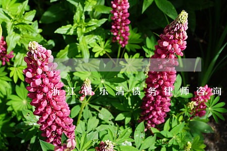 浙江省乐清债务律师咨询热线 浙江省乐清债务律师咨询热线