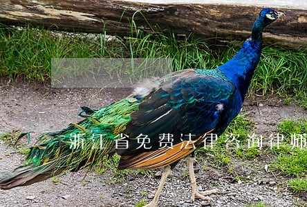 浙江省免费法律咨询律师 浙江省免费法律咨询律师