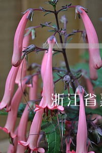 浙江省嘉兴国税逾期怎么申报 浙江省嘉兴国税逾期怎么申报
