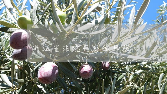 浙江省法院开庭律师服 浙江省法院开庭律师服