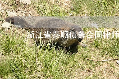 浙江省泰顺债务合同律师排名 浙江省泰顺债务合同律师排名
