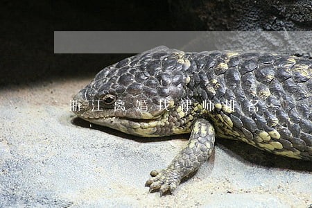 浙江离婚找律师排名 浙江离婚找律师排名