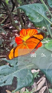 浙江绍兴婚姻家庭律师 浙江绍兴婚姻家庭律师